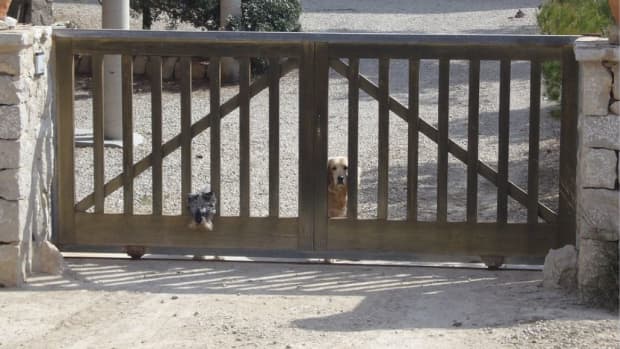 how-to-stop-a-dog-from-squeezing-through-the-bars-of-a-gate