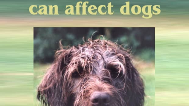 addison-disease-can-affect-dogs