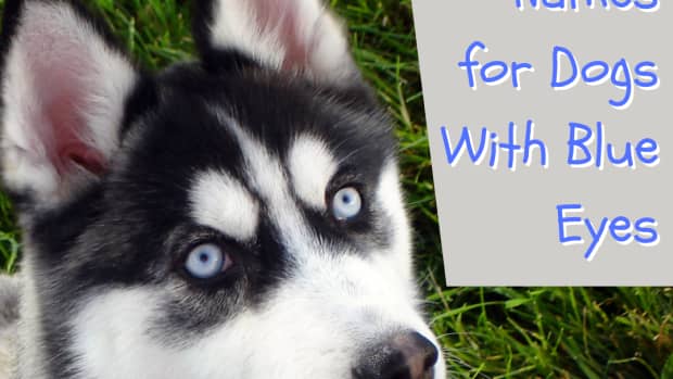 names-for-dogs-with-blue-eyes