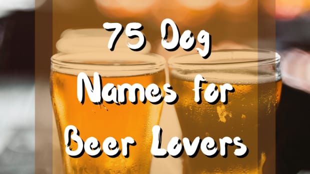 dog-names-for-beer-lovers