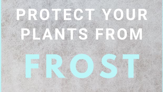 how-to-protect-your-garden-from-frost
