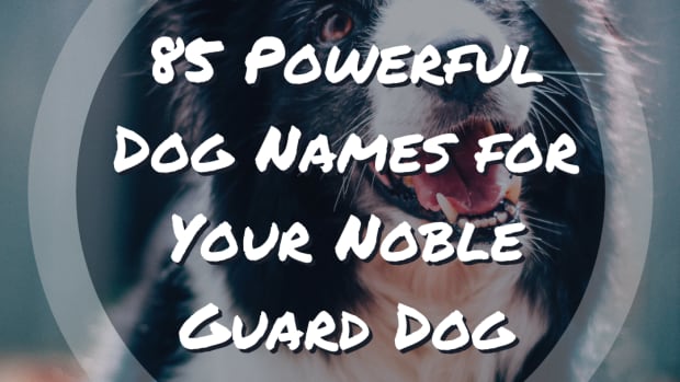 alpha-male-dog-names-20-names-for-strong-male-dogs