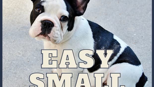 the-10-low-maintenance-small-dog-breeds