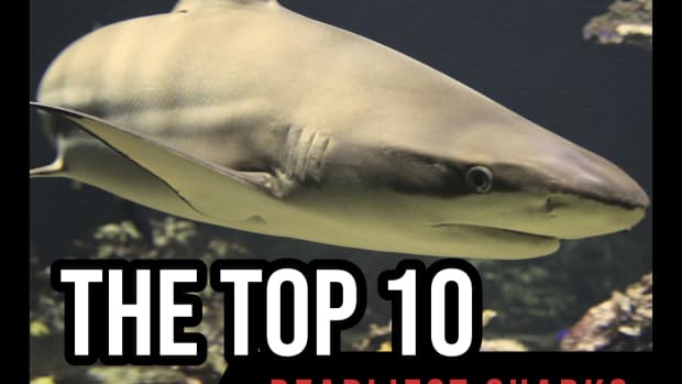 the-top-10-deadliest-sharks-in-the-world