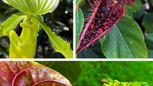 strange-freaky-odd-looking-tropical-plants-and-flowers