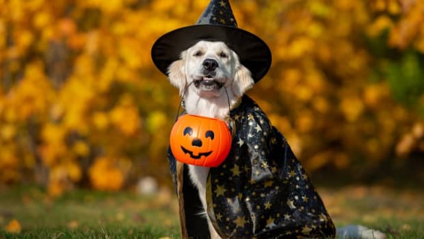 halloween-costumes-ideas-for-dogs