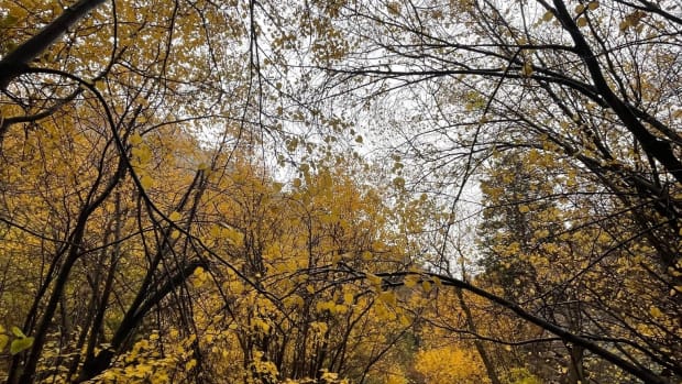 beautiful-fall-foliage-at-big-cottonwood-canyon