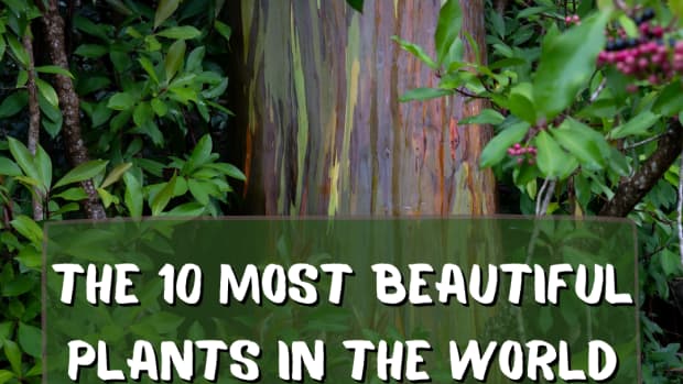 10-most-beautiful-plants-in-the-world