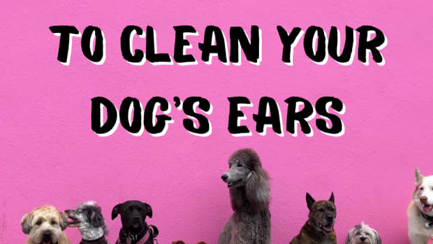 cleaning-a-dogs-ears-why-what-how