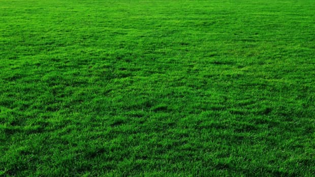 how-to-plant-winter-ryegrass-for-a-green-lawn-this-fall