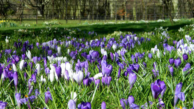 how-to-plant-a-crocus-lawn-with-demo-video-and-care-tips