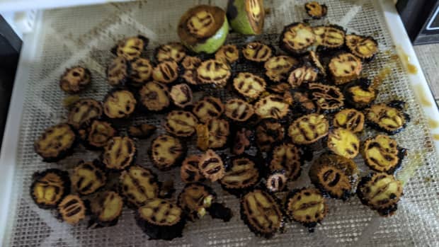black-walnuts-picking-the-nutmeats