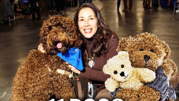 11-dogs-that-look-like-a-big-teddy-bear
