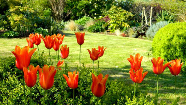 how-to-plant-tulips-in-the-ground-and-in-pots