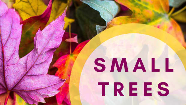 trees-with-beautiful-fall-foliage-plus-growth-and-care-tips
