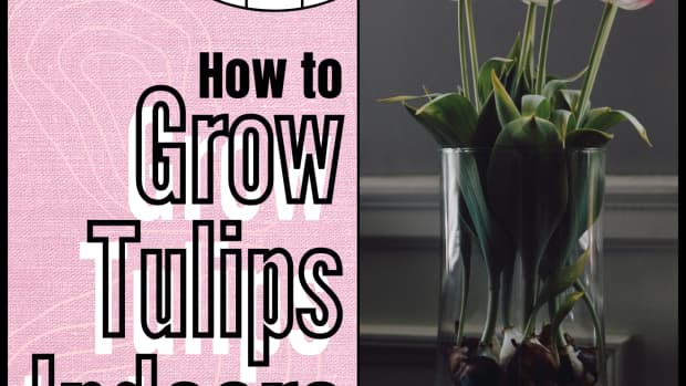 how-to-grow-tulips-in-a-glass-jar-indoors