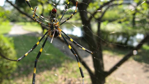 facts-about-joro-spiders-interesting-and-impressive-arachnids
