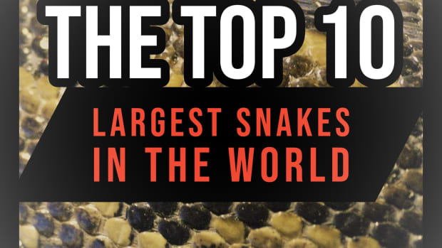 the-top-10-largest-snakes-in-the-world