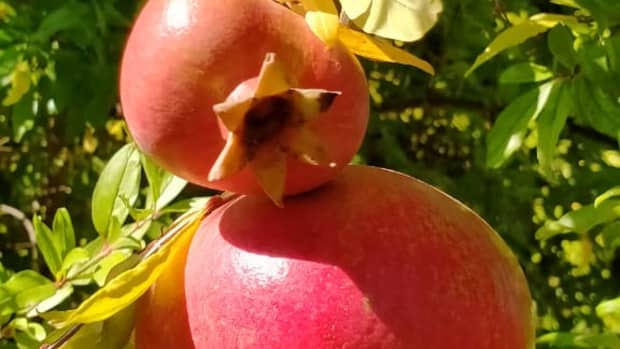 grow-pomegranade-in-your-garden