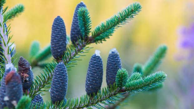 top-5-benefits-of-balsam-fir