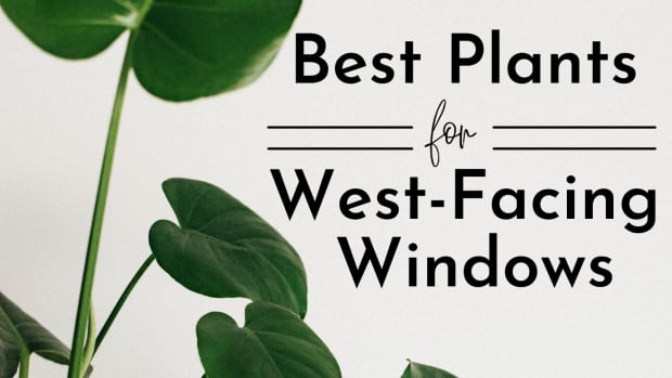 best-plants-for-a-west-facing-window
