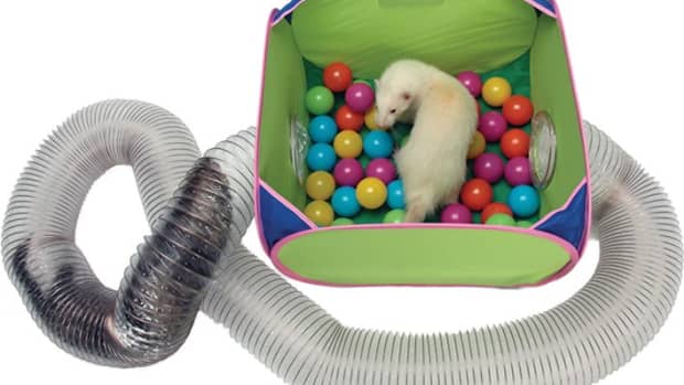 5-best-christmas-gifts-for-your-ferrets-for