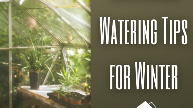 3-winter-greenhouse-watering-tips-for-healthy-plants