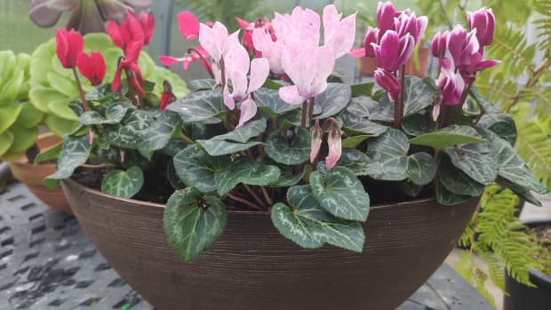 indoor-cyclamen-care-guide-and-common-mistakes