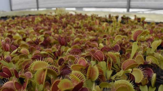 dionaea-muscipula-basic-care-for-your-first-venus-flytrap