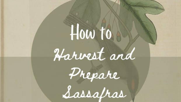 sassafras-how-to-harvest-use-sassafras