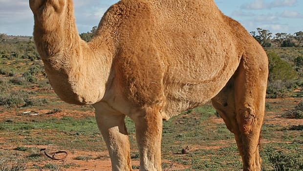 how-long-can-a-camel-go-without-water