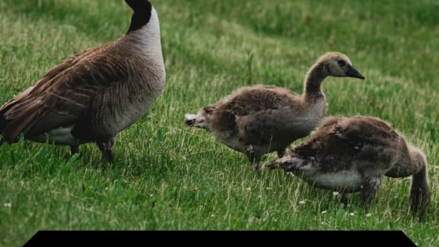 ecological-lawn-mowers-the-goose