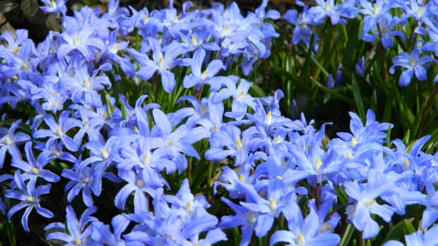 the-best-spring-bulbs-to-plant-in-fall-and-how-to-pick-them