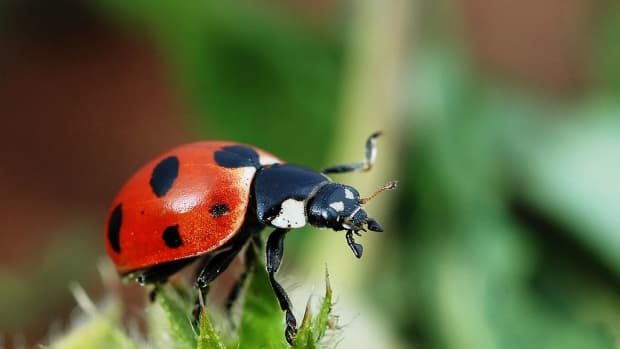 what-do-ladybugs-eat