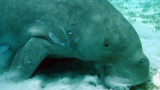 what-is-a-dugong