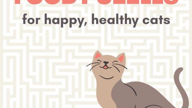 the-best-food-puzzles-for-cats-and-why-theyre-important