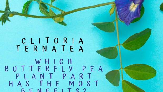 clitoria-ternatea-butterfly-pea-flower-plant-benefits