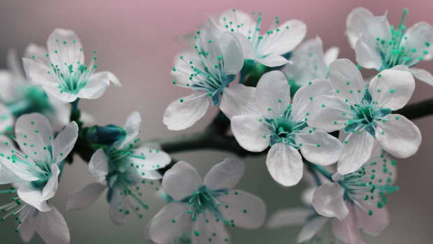 teal-flowers