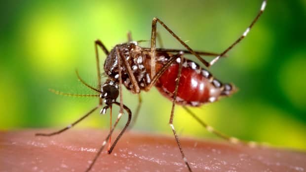 mosquitoes-are-the-worlds-worst-mass-killers