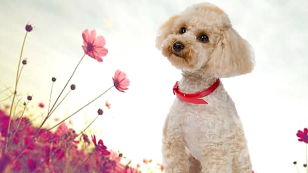 21-hypoallergenic-dog-breeds-good-for-family-and-kids