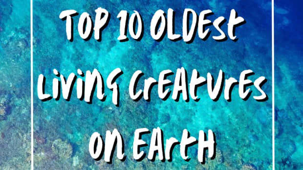 some-oldest-living-creatures-on-earth