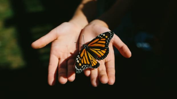 butterflies-different-color-different-patterns