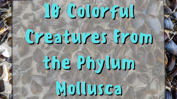 facts-and-photos-of-10-amaizing-marine-molluscus