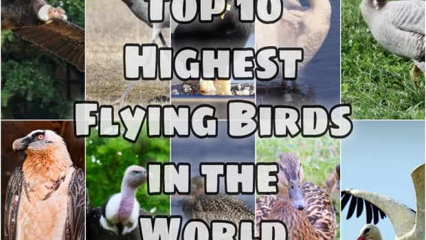 7 Fantastic Animals That Fly Without Wings - Owlcation