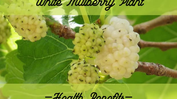 the-wide-ranging-benefits-of-the-white-mulberry-plant