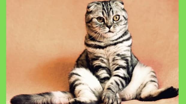 50-cat-idioms-and-phrases