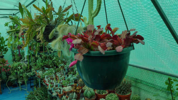 5-tips-for-overwintering-cacti-from-watering-less-to-checking-for-pests