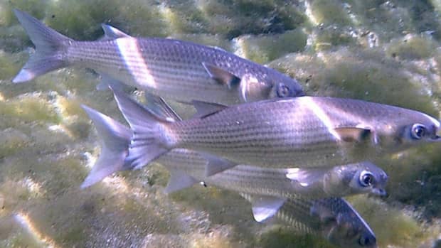 far-eastern-grey-mullet-from-the-japanese-sea-to-the-sea-of-azov