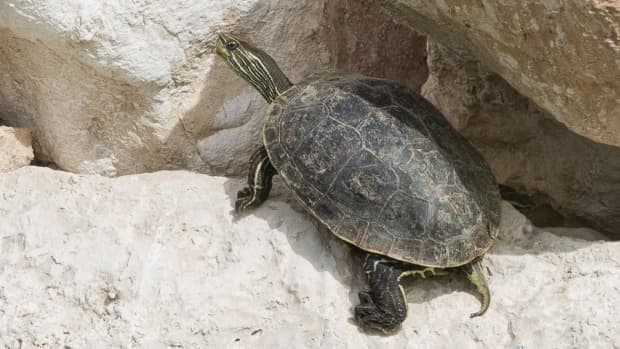 the-forgotten-arabian-gulf-turtle