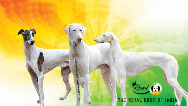 the-royal-dogs-of-india